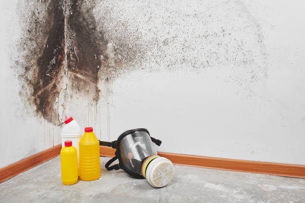 Best Professional Mold Removal  in Desert Hills, AZ