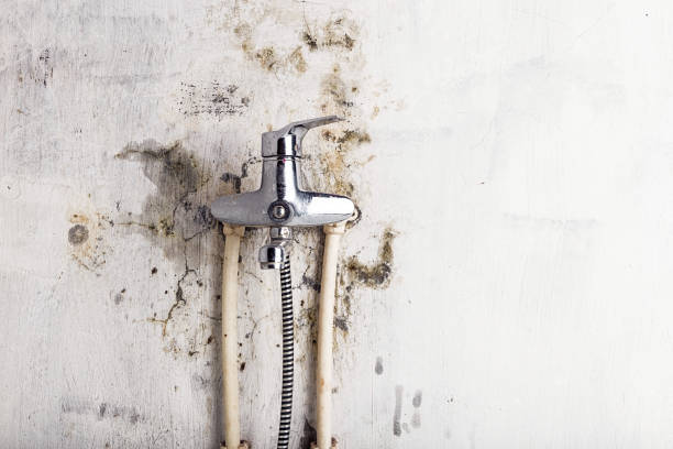 Best Emergency Mold Removal  in Desert Hills, AZ