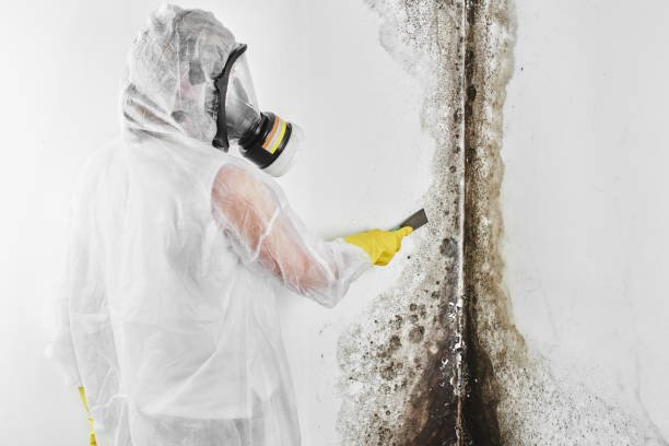 Best Mold Cleaning Services  in Desert Hills, AZ