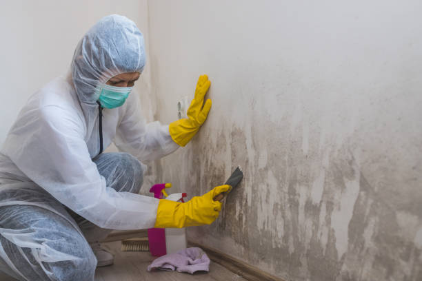 Best Best Mold Removal Companies  in Desert Hills, AZ