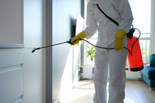Best Same-Day Mold Removal  in Desert Hills, AZ