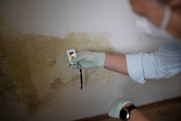 Best Mold Damage Repair  in Desert Hills, AZ