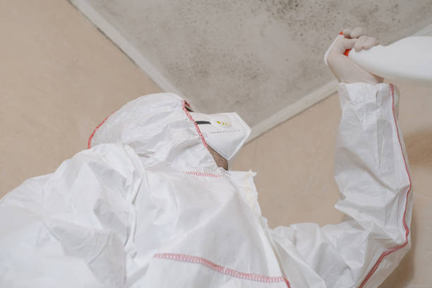 Best Attic Mold Removal  in Desert Hills, AZ