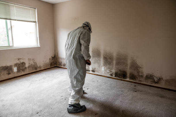 Best Mold Testing  in Desert Hills, AZ