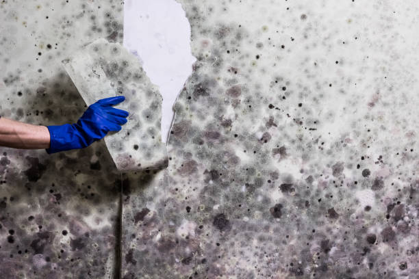 Best Black Mold Removal  in Desert Hills, AZ