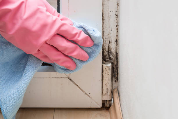 Best Local Mold Removal Service  in Desert Hills, AZ