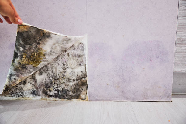 Best Same-Day Mold Removal  in Desert Hills, AZ
